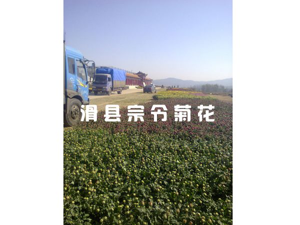 菊花銷(xiāo)售-10