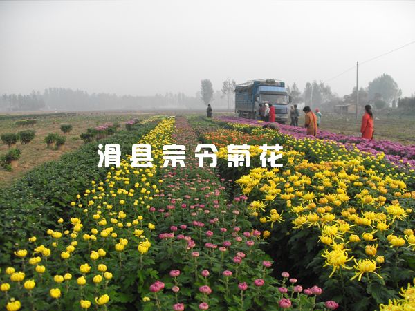 菊花銷(xiāo)售-3