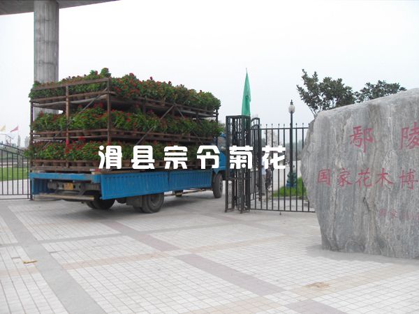 菊花銷(xiāo)售-4