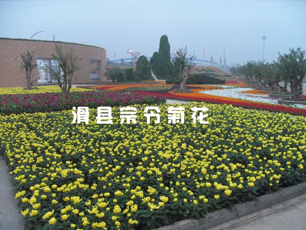 鄢陵花博會(huì )租擺-2