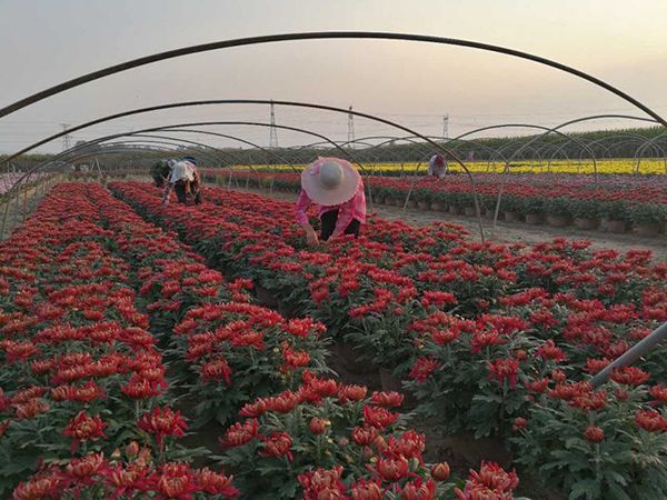 種植基地