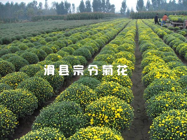菊花銷(xiāo)售-8