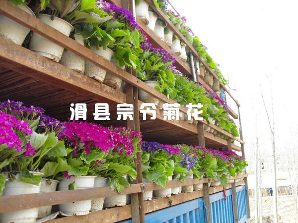 瓜葉菊銷(xiāo)售-1