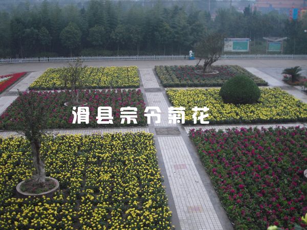鄢陵花博會(huì )租擺