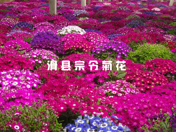 菊花的種植方法與注意事項