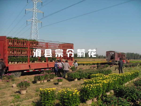 菊花銷(xiāo)售-6