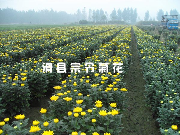 菊花銷(xiāo)售-9