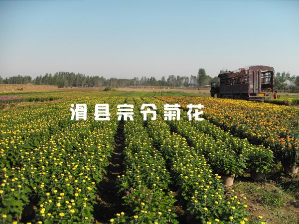 菊花銷(xiāo)售-7