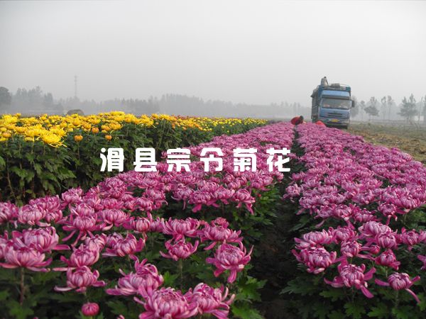 菊花銷(xiāo)售-1