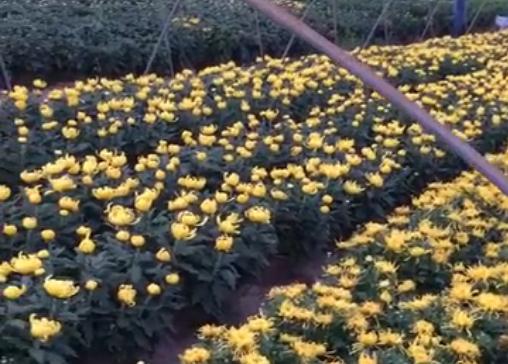 菊花好看買(mǎi)又貴，為啥不自己種植呢？