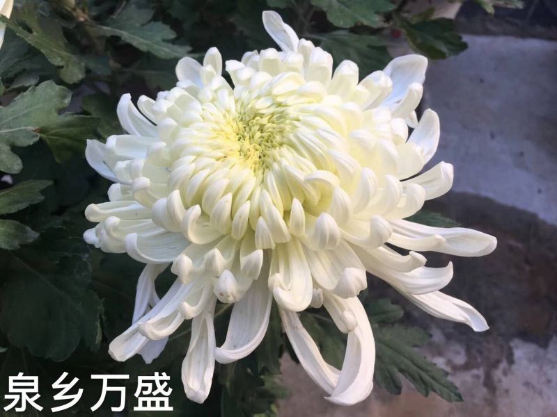 國華雨晴