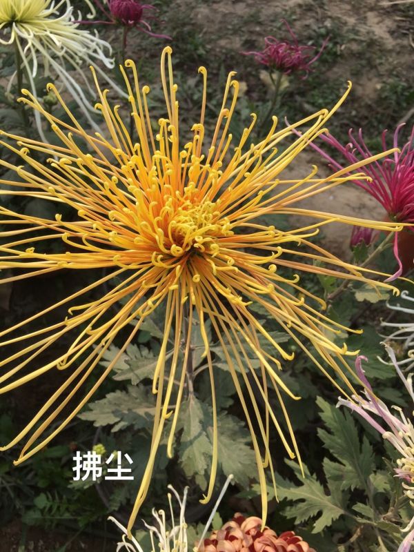 國華雨晴