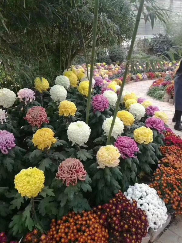 國華雨晴