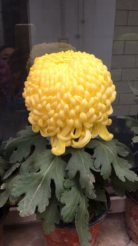 國華雨晴