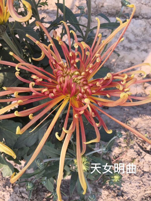 國華雨晴